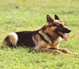 Adestramento de cães em Alagoinhas