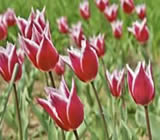 Floricultura em Alagoinhas