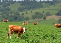 julgamentos ranqueados