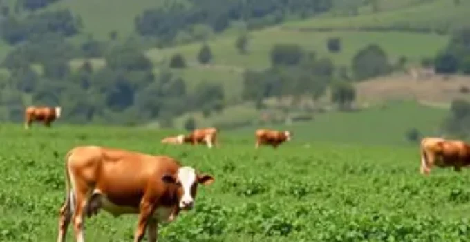 julgamentos ranqueados