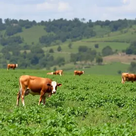 julgamentos ranqueados