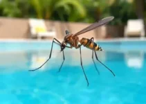 focos do Aedes aegypti
