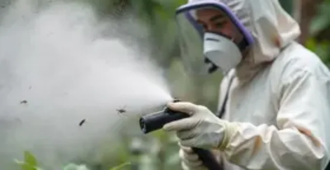 Aedes aegypti