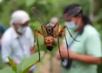 Aedes aegypti