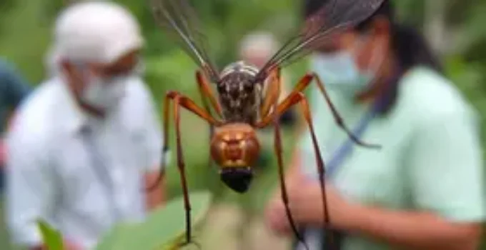 Aedes aegypti