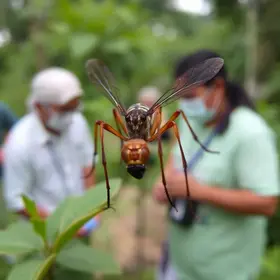 Aedes aegypti