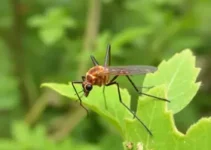 combate ao Aedes aegypti