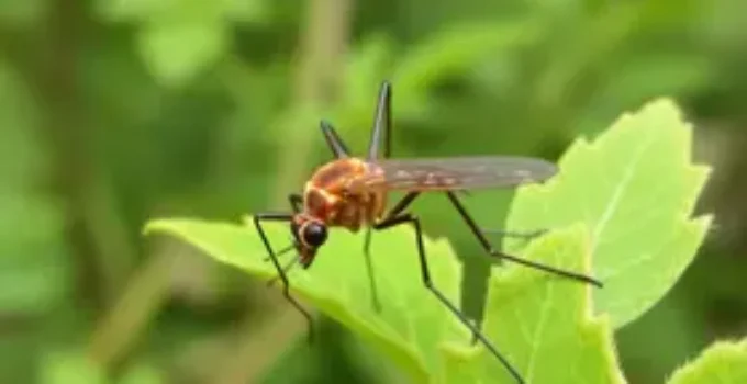 combate ao Aedes aegypti
