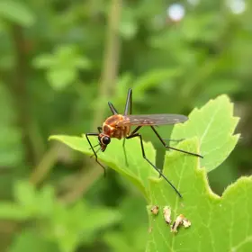 combate ao Aedes aegypti